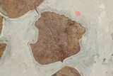 Six Fossil Leaves (Zizyphoides, Davidia and Macginitiea) - Montana #188740-2